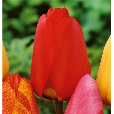 TULIPE DARWIN APELDOORN - 10 BULBES