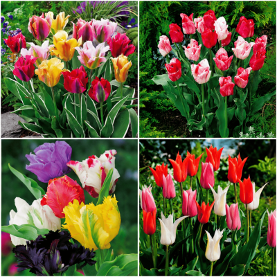 COLLECTION : 40 TULIPES