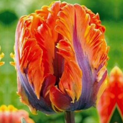 TULIPE PRINCESSE IRÈNE - 6 BULBES