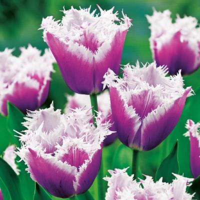 TULIPE DENTELLE CUMMINS - 8 BULBES