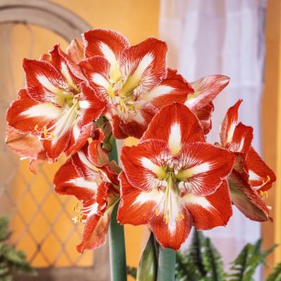 AMARYLLIS ROUGE ET BLANC - 1 BULBE