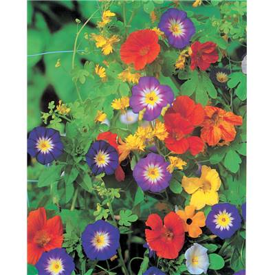 FLEURS GRIMPANTES - 10 G