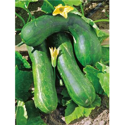 COURGETTE LONGUE DE NICE - 3 G