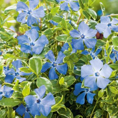 PERVENCHE MINOR BLUE - LOT DE 3 GODETS