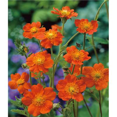 GEUM COCCINEUM BORISII - LOT DE 3 GODETS