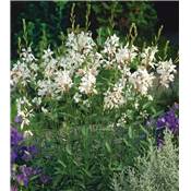 GAURA SHORT FORM - 3 GODETS