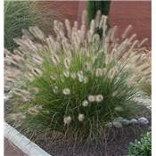 PENNISETUM ALOPECUROIDES JAPONICUM - 3 GODETS