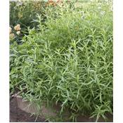 ESTRAGON - LOT DE 2 PLANTES