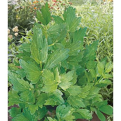 CELERI PERPETUEL - LOT DE 2 PLANTES