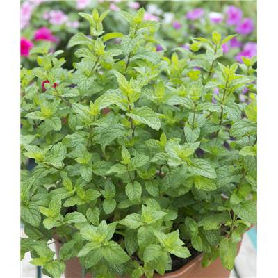 MENTHE MAROCAINE - LOT DE 2 PLANTES