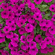 PETUNIA CASCADE POURPRE - 3 GODETS