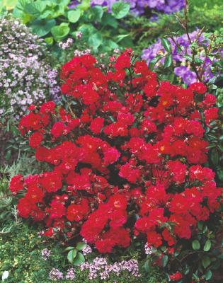 RUBY RUBY - LE ROSIER