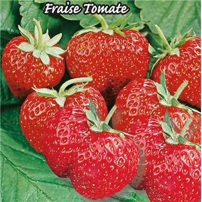 FRAISIER MME MOUTOT - 40 PLANTS