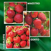 OFFRE FRAISIERS GROS FRUITS - 60 FRAISIERS 