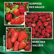 OFFRE FRAISIERS FORTE PRODUCTION - 60 PLANTS