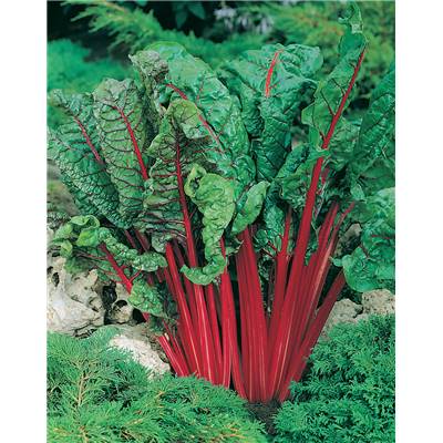 POIREE RHUBARB CHARD - 2 G