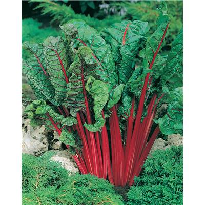 POIREE RHUBARB CHARD - 2 G