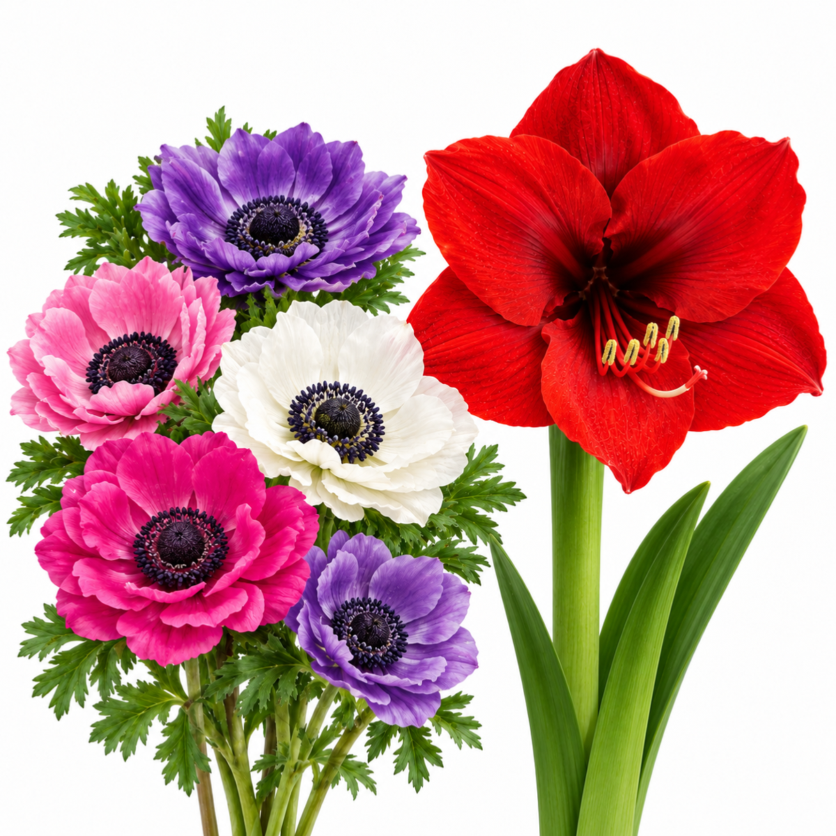 CADEAU : ANÉMONE ST BRIGID + AMARYLLIS COULEUR SURPRISE