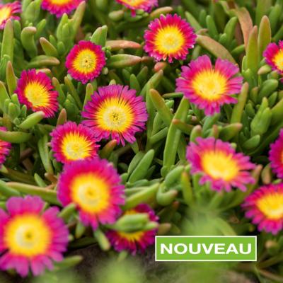 DELOSPERMA JEWEL OF DESERT hot pink wonder - 3 GODETS
