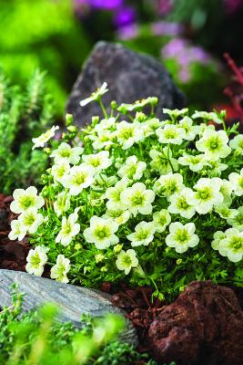 SAXIFRAGA ARENDSII TOURAN WHITE