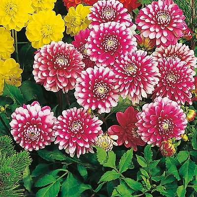 DAHLIA MUSETTE - 2 BULBES