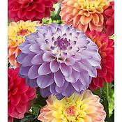 DAHLIA PINK MELODY - 2 BULBES