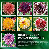 SUPER COLLECTION DAHLIAS DECORATIFS - 7 BULBES