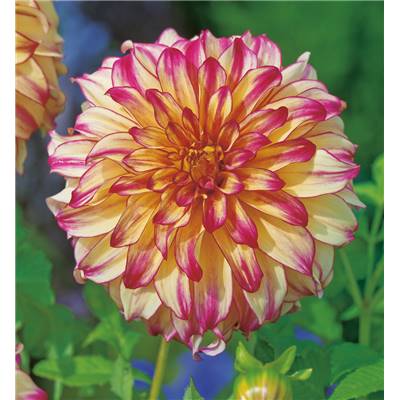 DAHLIA LADY DARLENE