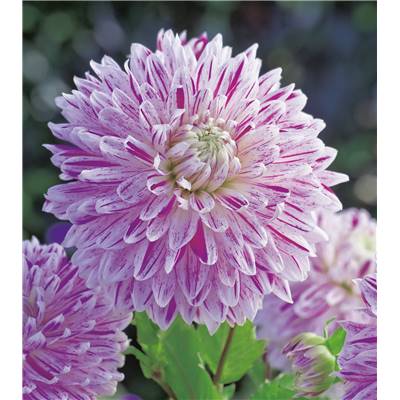 DAHLIA AVIGNON