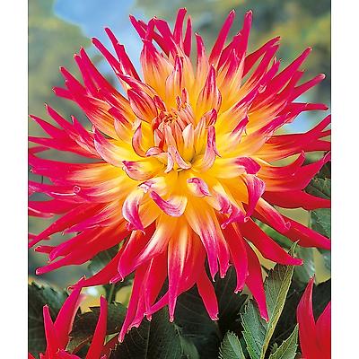 DAHLIA CACTUS BORA BORA