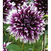 DAHLIA CACTUS CLAIR OBSCUR