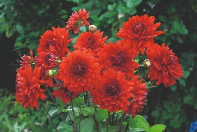 DAHLIAS GARDEN WONDER - 2 BULBES