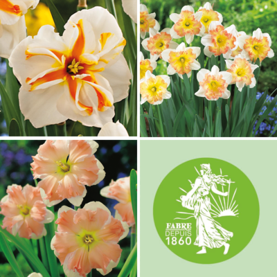 OFFRE 15 NARCISSES ORIGINAUX
