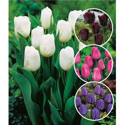 OFFRE SPECIALE 15 TULIPES