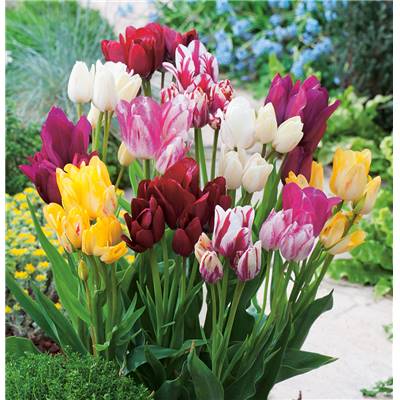 MÉLANGE PLURIFLORES - 20 BULBES