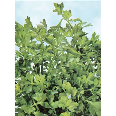 CRESSON ALENOIS - 10 G