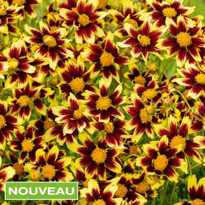 COREOPSIS COSMIC EYE