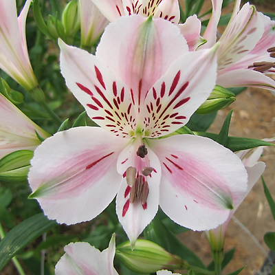 ALSTROEMERE DUCHESSE D ANJOU BEATRICE - LE GODET PLANTE VIVACE