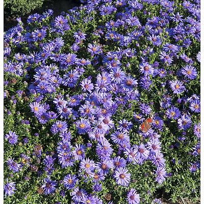ASTER DUMOSUS - BLEU VIOLET LOT DE 3 GODETS
