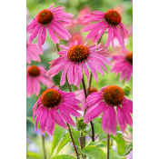 ECHINACEA PURPUREA - 3 GODETS