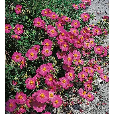 HELIANTHEMUM RASPEBERRY RIPPLE - LOT DE 3 GODETS