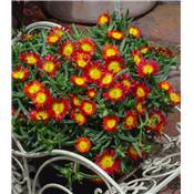 DELOSPERMA - WHEEL OF WONDER - FIRE WONDER - PLANTE VIVACE - 3 GODETS