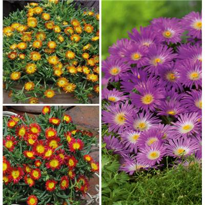 OFFRE DELOSPERMA WHEEL OF WONDER PLANTE VIVACE - 6 GODETS