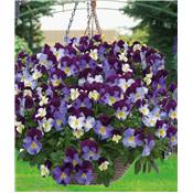 VIOLETTES ROCKY - LOT DE 3 GODETS