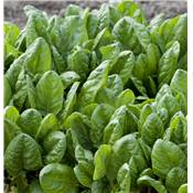 OSEILLE - LOT DE 2 PLANTES