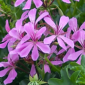 GERANIUM LIERRE MAUVE - 3 GODETS 