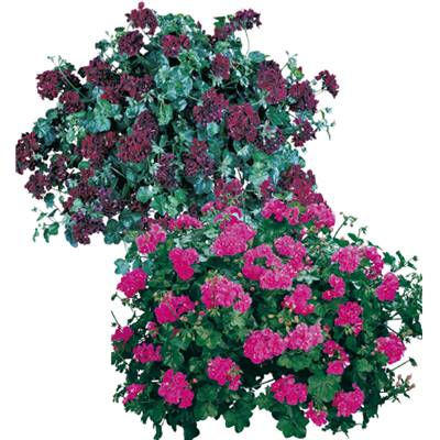 OFFRE GERANIUMS LIERRES - 6 GODETS