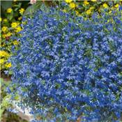 LOBELIA BLEU - 3 GODETS