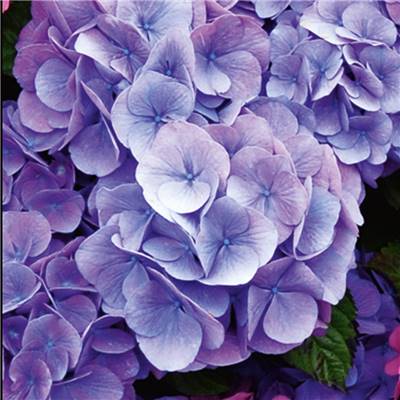 HORTENSIA BLEU - LE GODET