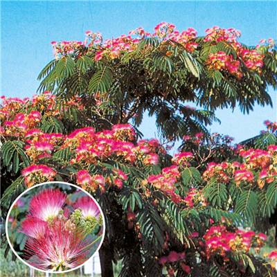 ALBIZIA OMBRELLA - LE GODET